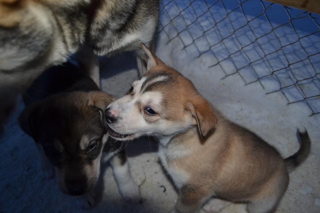 Guesthouse Husky Ivalo Kültér fotó