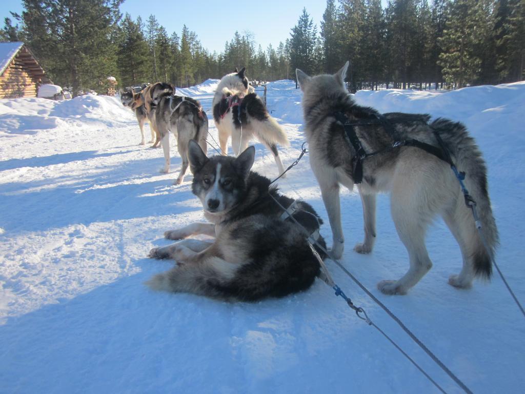 Guesthouse Husky Ivalo Kültér fotó